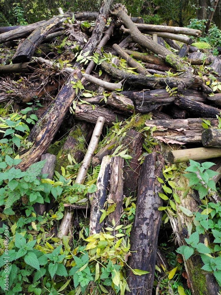 Holz , Wurzeln und Brennnesseln Holz , Wurzeln und Brennnesseln