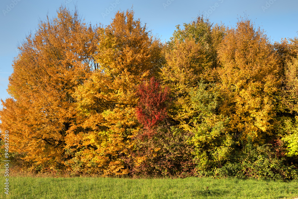 Fototapeta premium Herbstlaub