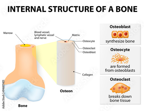Internal structure of a bone