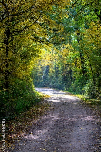 Weg durch Herbst Wald © grafxart