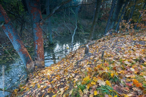 Fototapeta Naklejka Na Ścianę i Meble -  Landscape with trees gnawed by beavers