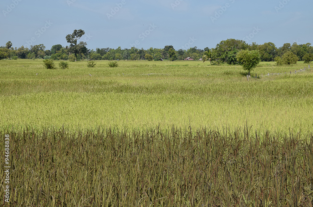 Landscape of green paddy rice field in the morning in Thailand.Selective focus with shallow depth of field. Landscape of green paddy rice field in the morning in Thailand.Selective focus with shallow depth of field.