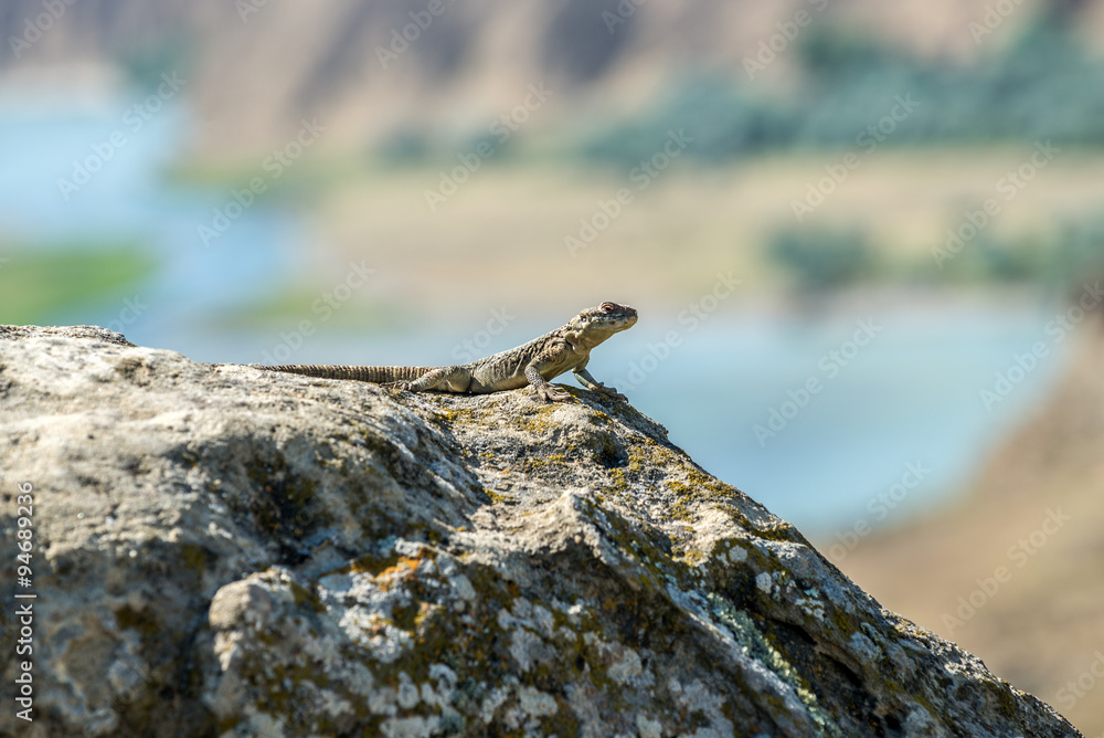 small agamid lizard in ancient rock-hewn town called Uplistsikhe in Georgia small agamid lizard in ancient rock-hewn town called Uplistsikhe in Georgia