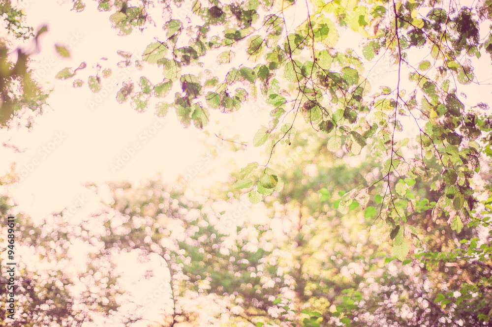 Sfondo di alberi e foglie a colori con boken Sfondo di alberi e foglie a colori con boken