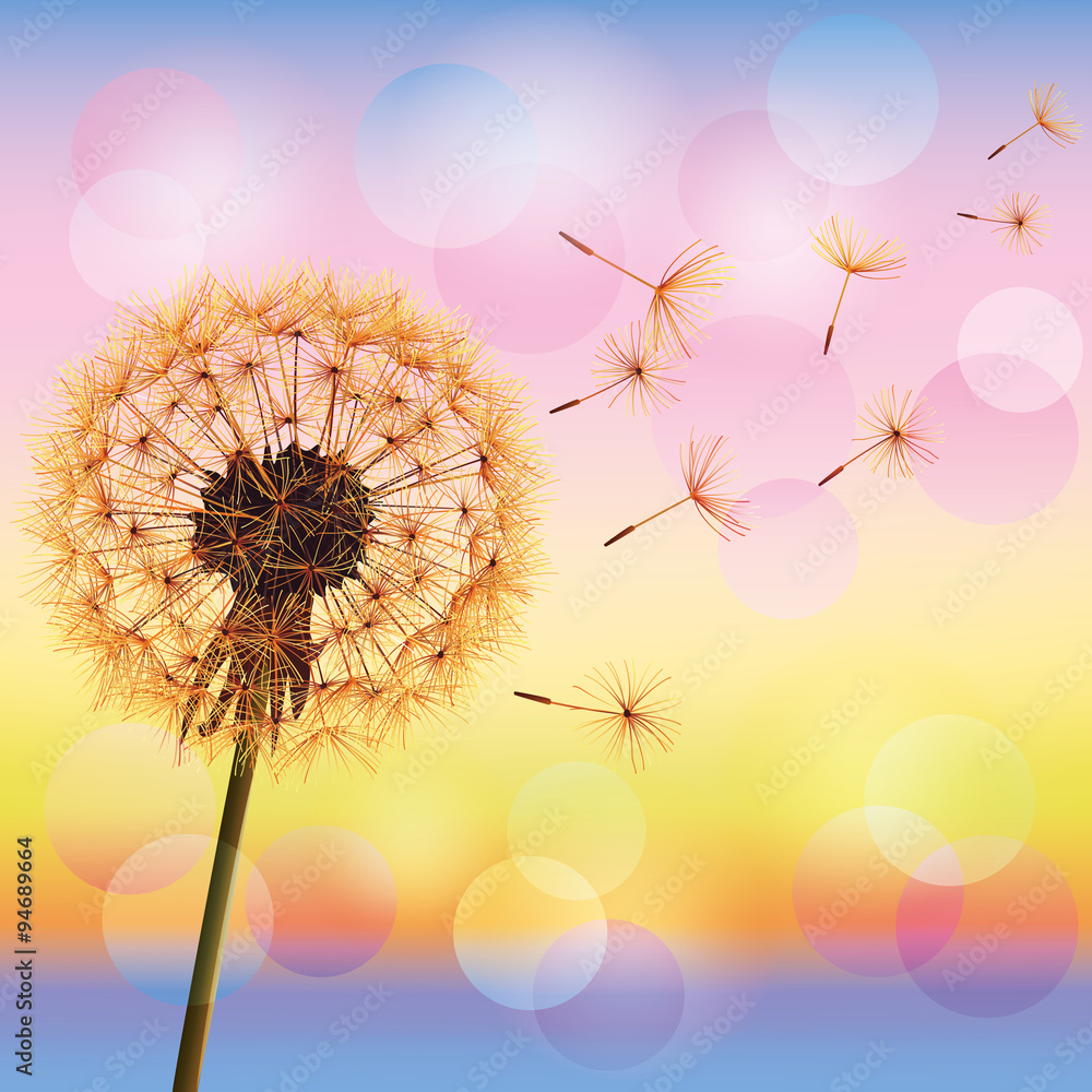 Fototapeta premium Dandelion on background of sunset