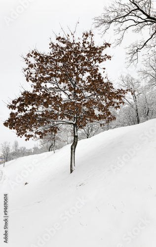   tree on the hill   © rsooll