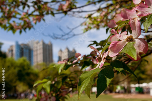 Pink Dogwood Tree Blossoms Frame Springtime Atlanta Cityscape