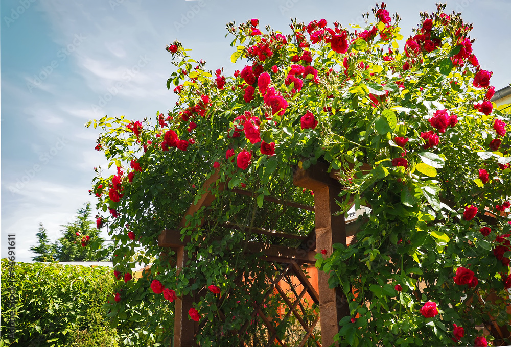 Fototapeta premium Rosenbogen