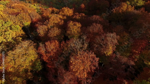 Aerial View Autumn Forest photo