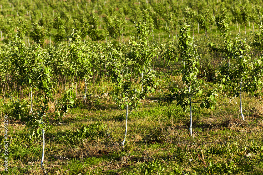 young fruit trees young fruit trees
