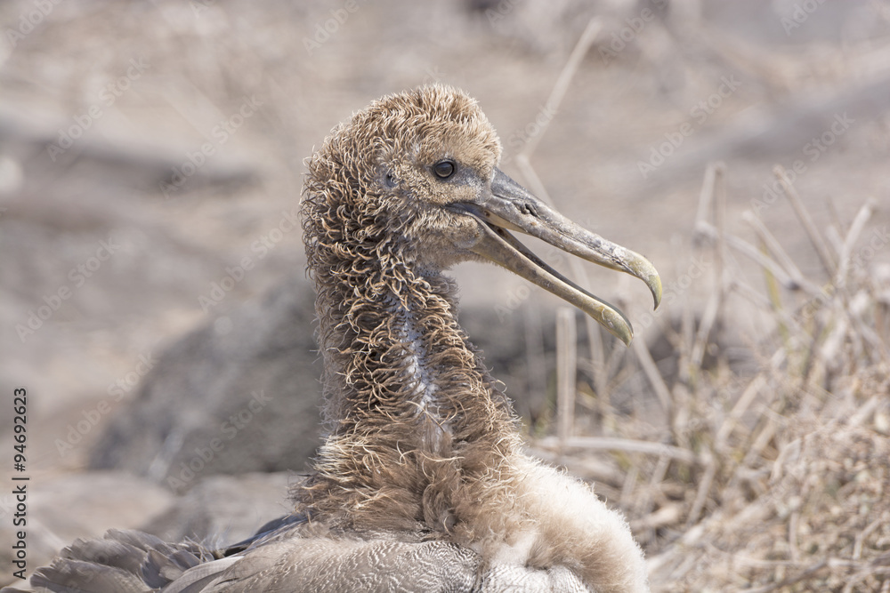 Fototapeta premium Baby Galapagos Albatross