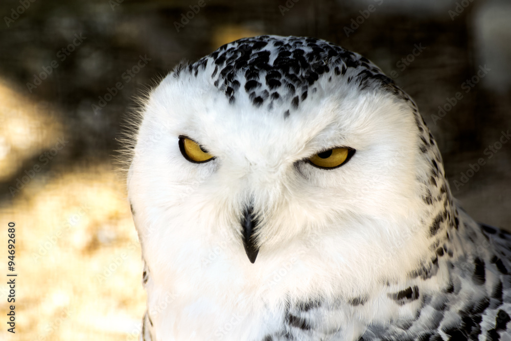 Naklejka premium White snowy owl