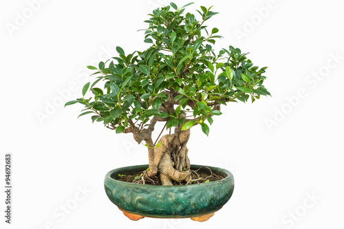 banyan bonsai