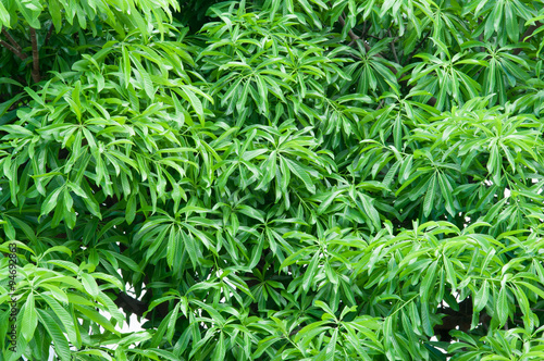 green bush