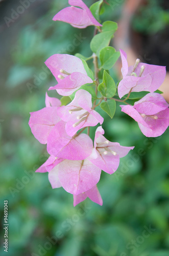 pink bougainvillea