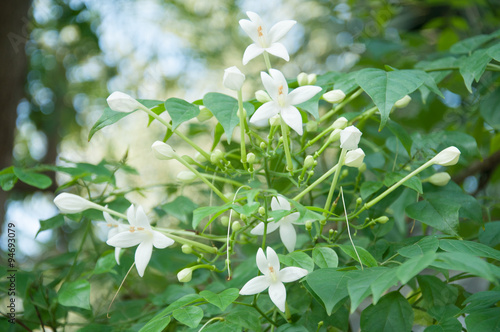 Wrightia religiosa 
