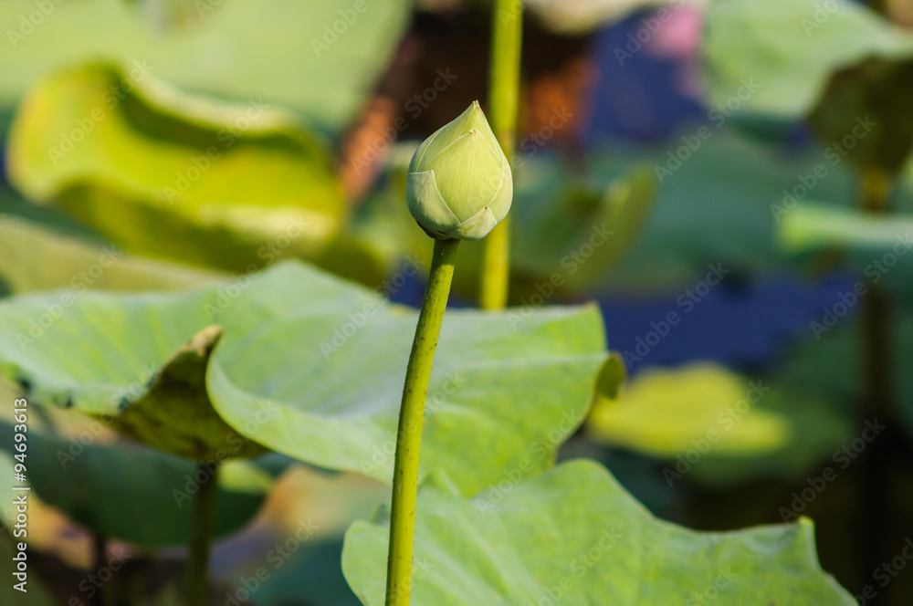 green lotus flower in natural background green lotus flower in natural background