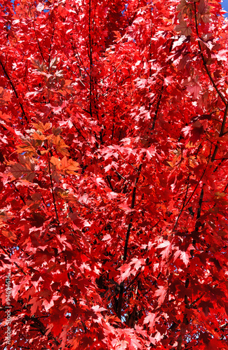 Adirondacks Red Fall Foliage  New York