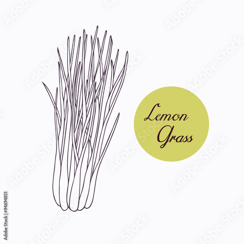 Hand drawn lemongrass branch with leaves isolated on white