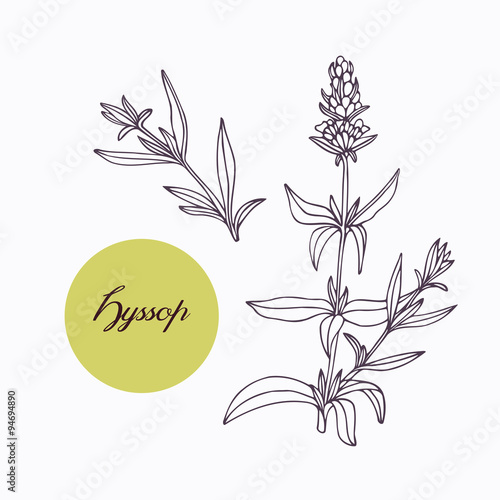Hand drawn hyssop branch with leaves isolated on white photo