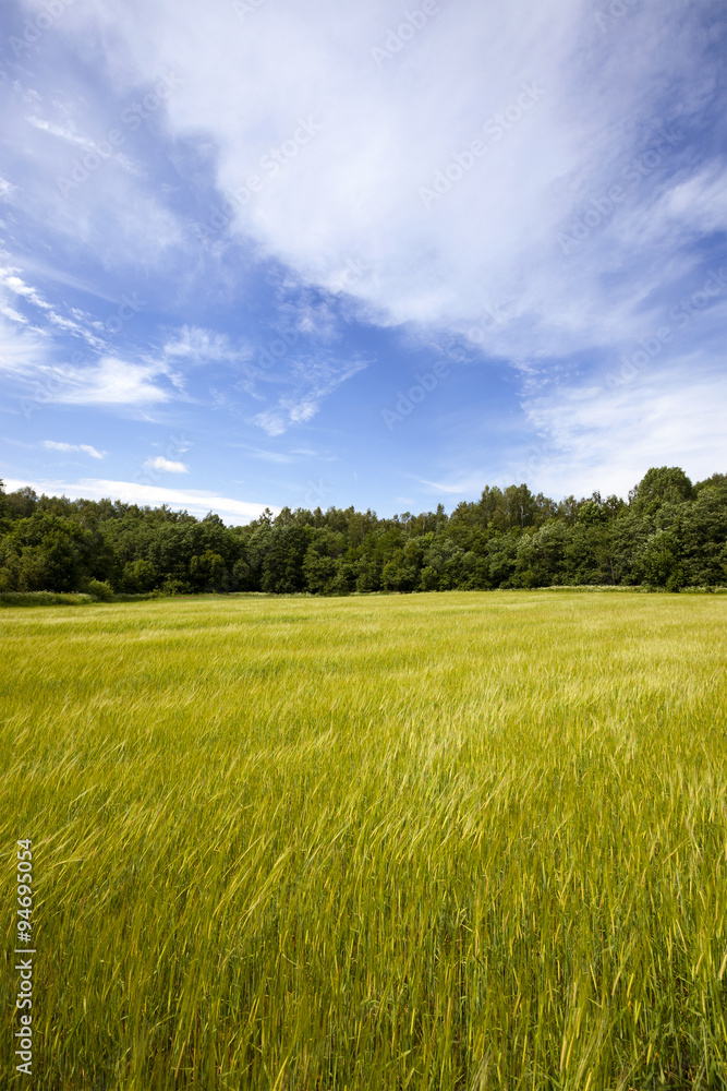 Fototapeta premium windy weather in the agricultural field 