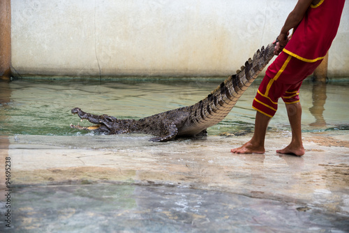 Crocodile show in thailand