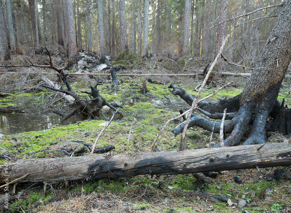 Leaning coniferous tree with burnt roots ready to fall after a forest fire Leaning coniferous tree with burnt roots ready to fall after a forest fire