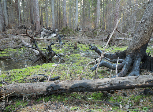Leaning coniferous tree with burnt roots ready to fall after a forest fire
