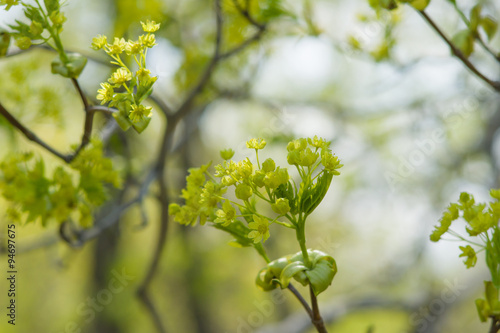 open flowers of maple