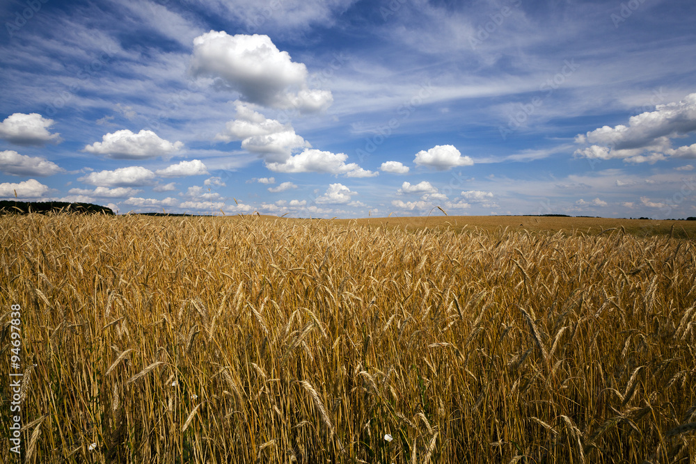 Naklejka premium wheat field . wheat.