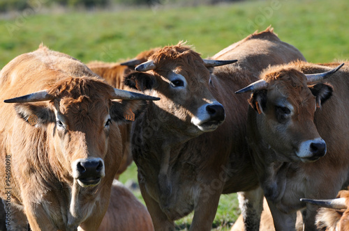 troupeau de vache - Aubrac