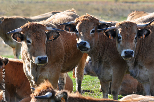 troupeau de vache - Aubrac