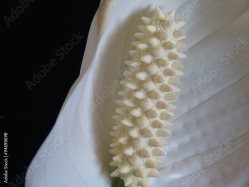 White Spathiphyllum flower - the female flower of happiness