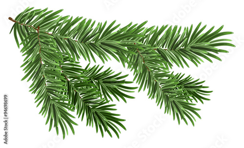 Foto Green lush spruce branch. Fir branches