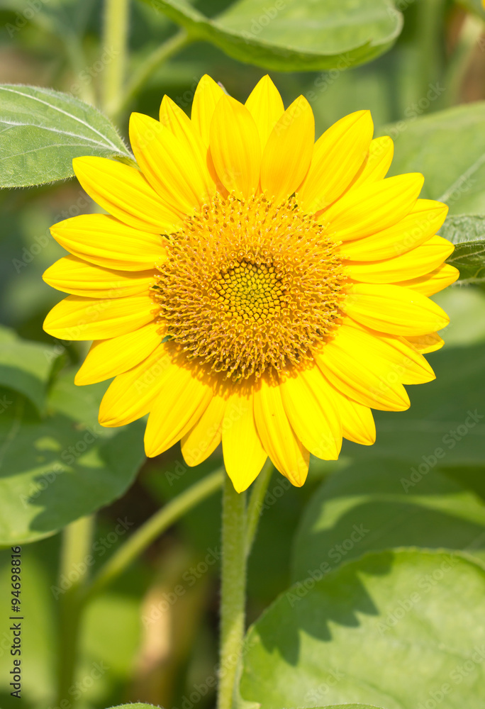 Fototapeta premium Beautiful yellow Sunflower.