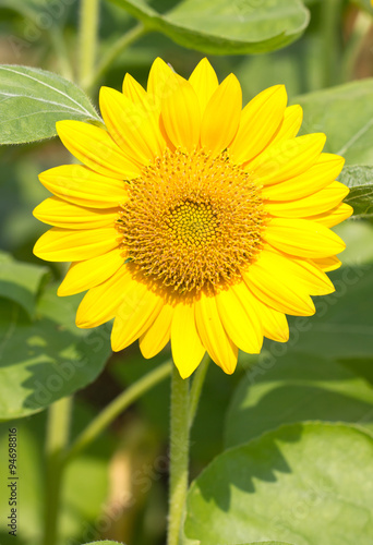 Beautiful yellow Sunflower.