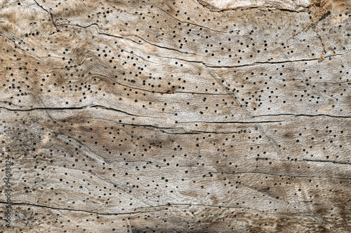 Wood texture with a lot of termites holes