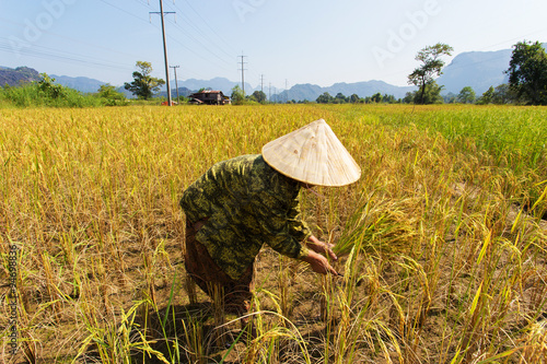Tableau sur toile Woman  working on collecting rice in third world country side,Thailand