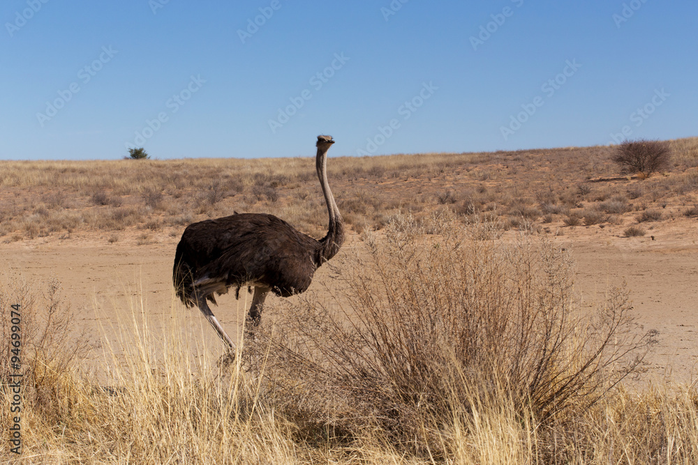 Naklejka premium Ostrich Struthio camelus, in Kgalagadi, South Africa