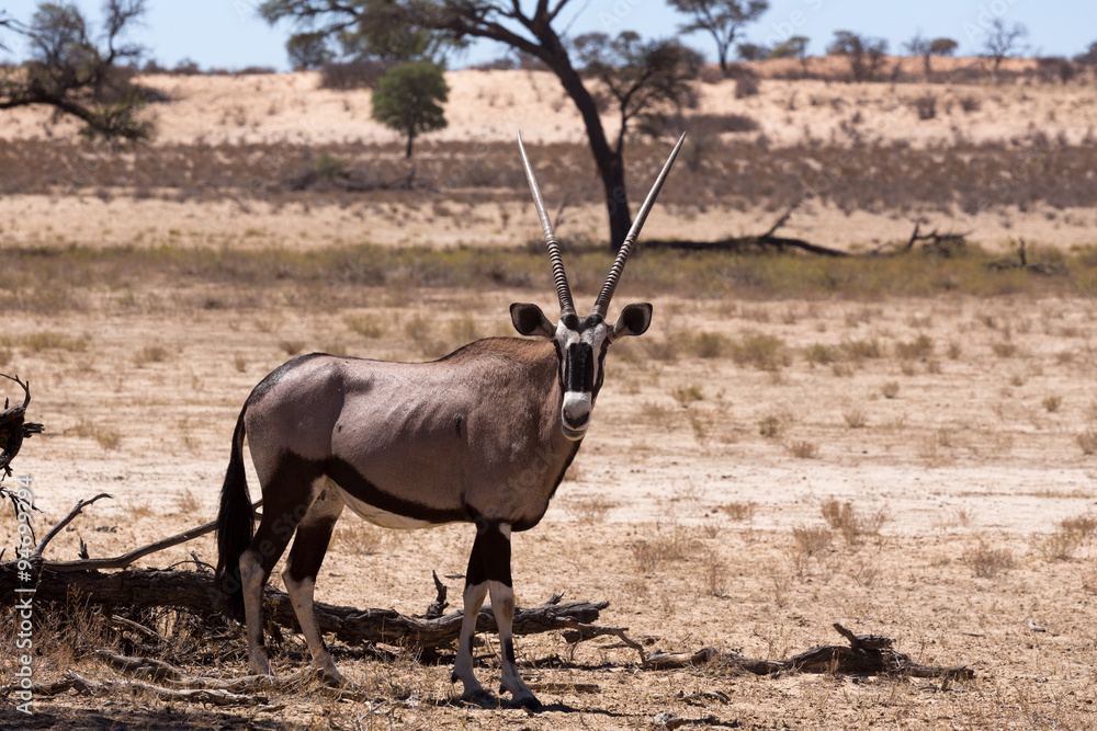 Naklejka premium Gemsbok, Oryx gazella