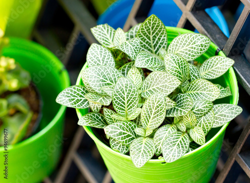 Nerve plant or Mosaic plant in bright green pot.(Scientific name : Fittonia verschaffeltii)