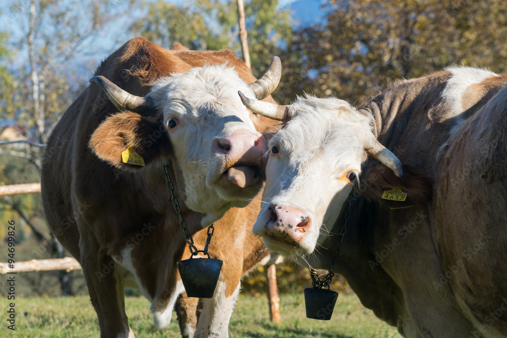 Cute cows grooming