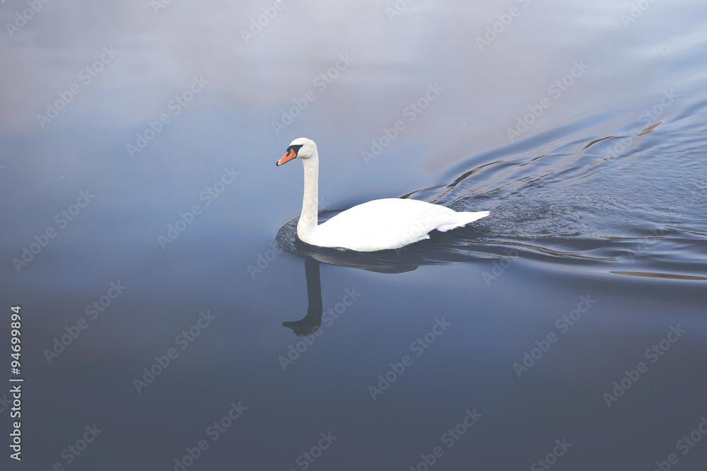 Fototapeta premium A beautiful swan is swimming on a silent river. Image is taken above the bird and has a vintage effect applied.