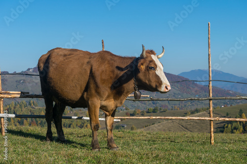 Brown cow in a mountain landscape