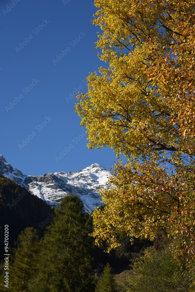 montagna autunno alberi larici neve cime 