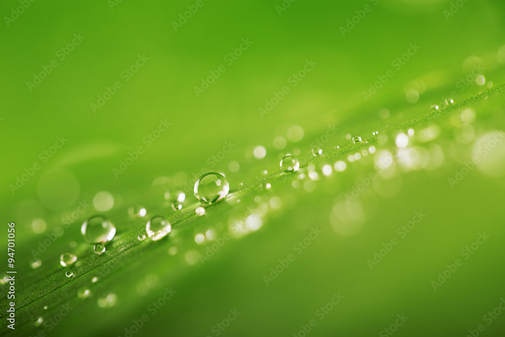 Rain drops over fresh green leaf texture, natural background Rain drops over fresh green leaf texture, natural background
