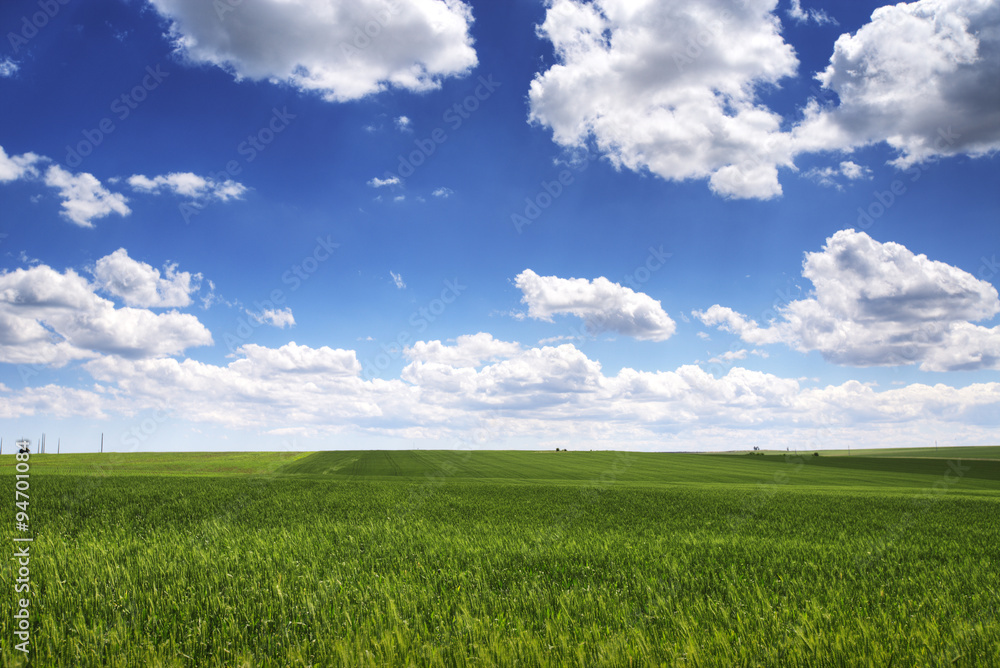 Green wheat field and cloudy sky, agriculture scene.