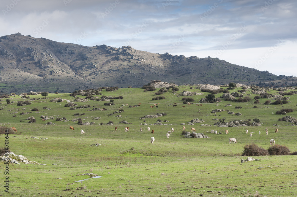 Obraz premium Cows grazing in Dehesa de Navalvillar, Colmenar Viejo, Madrid. Spain. In the background, the Cerro de San Pedro (San Pedro Peak).