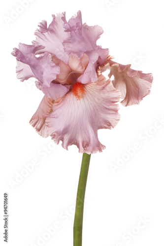 Fototapeta Naklejka Na Ścianę i Meble -  iris