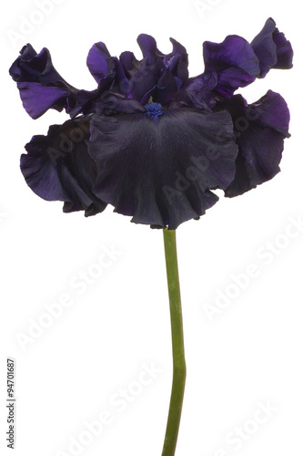 Fototapeta Naklejka Na Ścianę i Meble -  iris